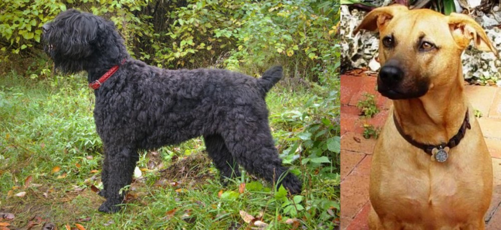 Combai vs Black Russian Terrier - Breed Comparison