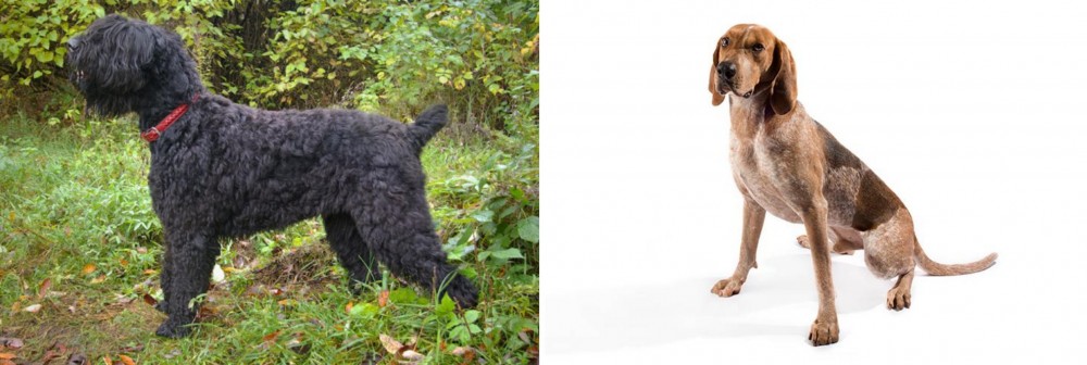 Coonhound vs Black Russian Terrier - Breed Comparison