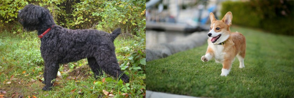 Corgi vs Black Russian Terrier - Breed Comparison
