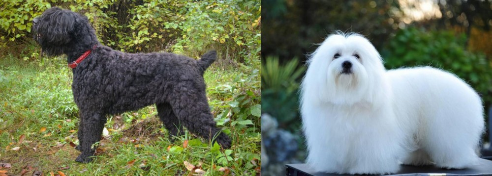 Coton De Tulear vs Black Russian Terrier - Breed Comparison