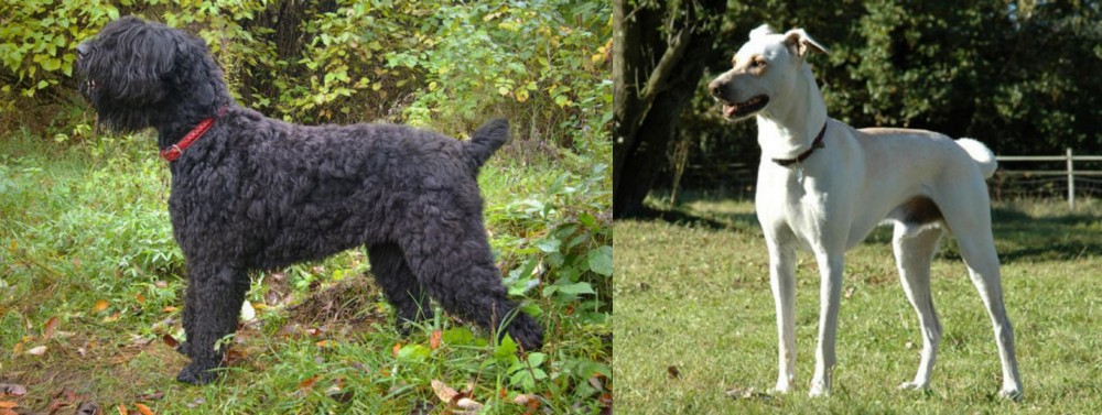 Cretan Hound vs Black Russian Terrier - Breed Comparison