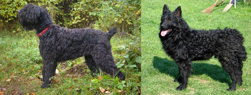 Croatian Sheepdog vs Black Russian Terrier - Breed Comparison