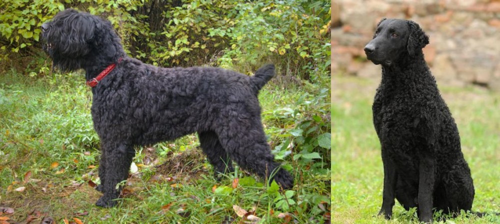 Curly Coated Retriever vs Black Russian Terrier - Breed Comparison