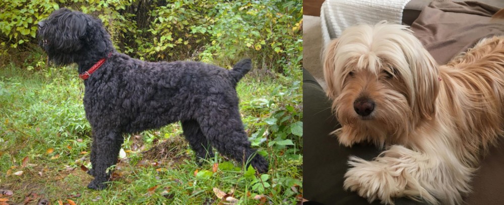 Cyprus Poodle vs Black Russian Terrier - Breed Comparison