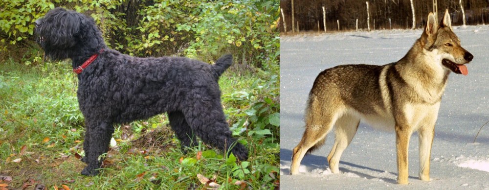 Czechoslovakian Wolfdog vs Black Russian Terrier - Breed Comparison