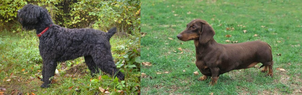 Dachshund vs Black Russian Terrier - Breed Comparison
