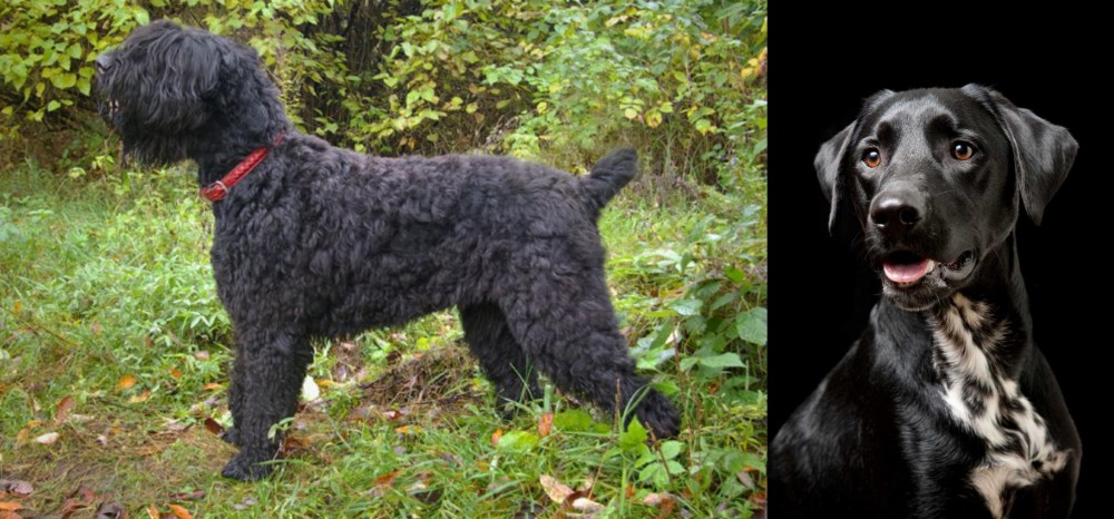 Dalmador vs Black Russian Terrier - Breed Comparison