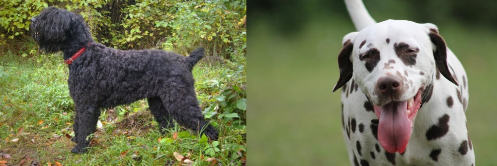Dalmatian vs Black Russian Terrier - Breed Comparison