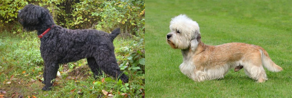 Dandie Dinmont Terrier vs Black Russian Terrier - Breed Comparison