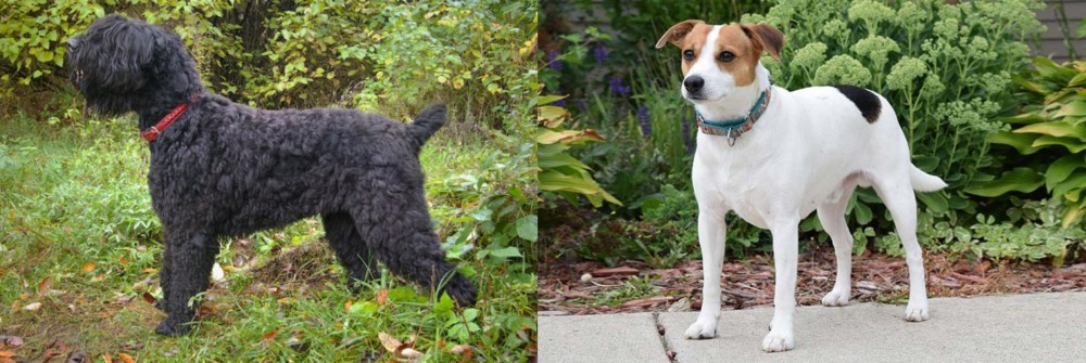 Danish Swedish Farmdog vs Black Russian Terrier - Breed Comparison