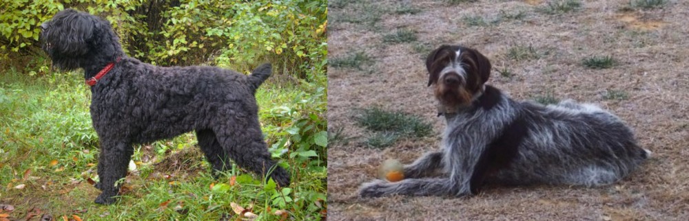 Deutsch Drahthaar vs Black Russian Terrier - Breed Comparison