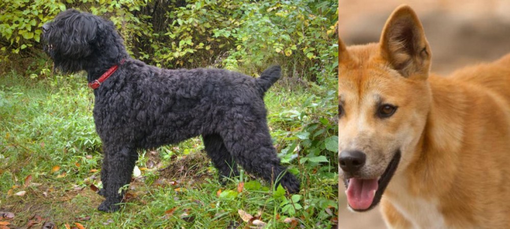 Dingo vs Black Russian Terrier - Breed Comparison