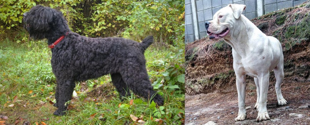 Dogo Guatemalteco vs Black Russian Terrier - Breed Comparison