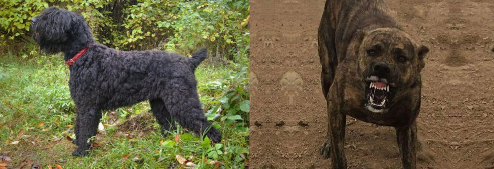Dogo Sardesco vs Black Russian Terrier - Breed Comparison