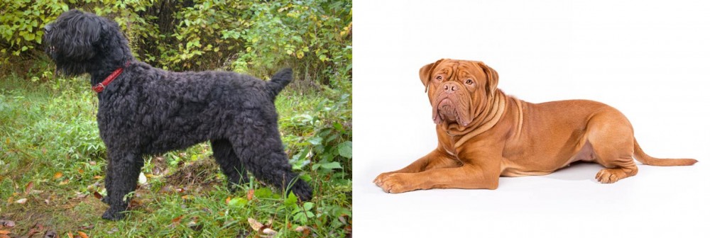 Dogue De Bordeaux vs Black Russian Terrier - Breed Comparison