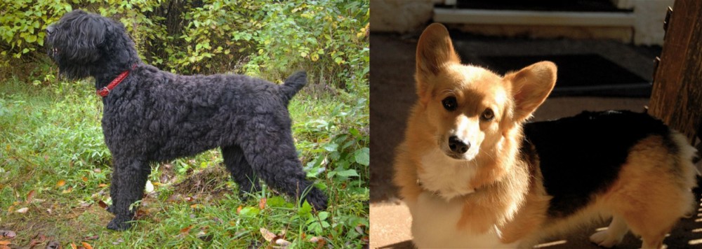 Dorgi vs Black Russian Terrier - Breed Comparison