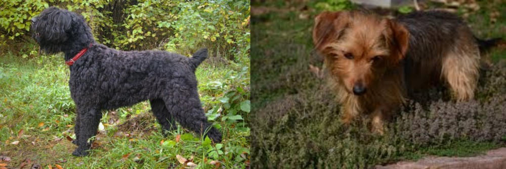 Dorkie vs Black Russian Terrier - Breed Comparison