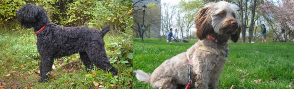 Doxiepoo vs Black Russian Terrier - Breed Comparison