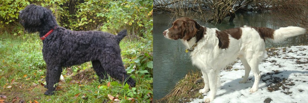 Drentse Patrijshond vs Black Russian Terrier - Breed Comparison