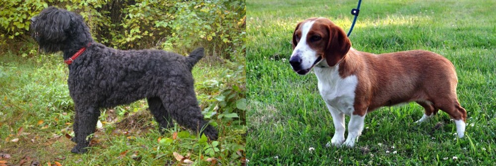 Drever vs Black Russian Terrier - Breed Comparison