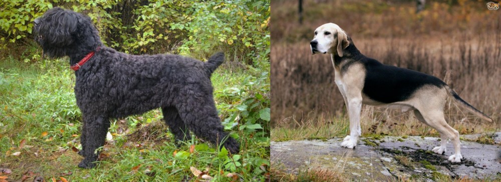 Dunker vs Black Russian Terrier - Breed Comparison
