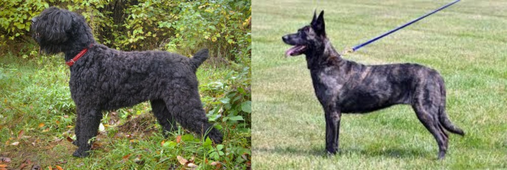 Dutch Shepherd vs Black Russian Terrier - Breed Comparison