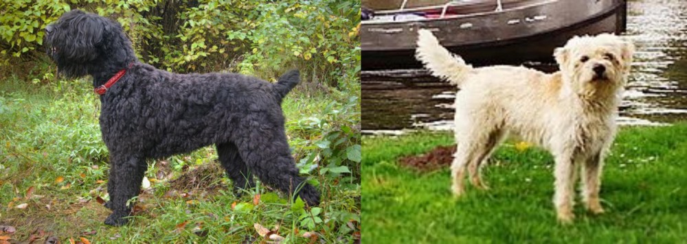 Dutch Smoushond vs Black Russian Terrier - Breed Comparison