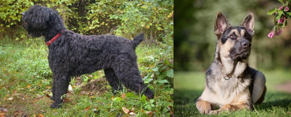 East European Shepherd vs Black Russian Terrier - Breed Comparison