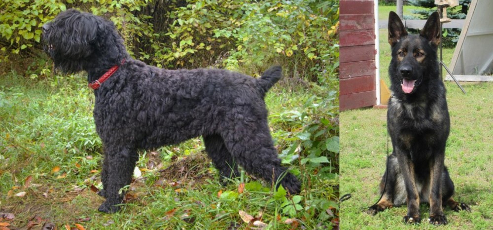 East German Shepherd vs Black Russian Terrier - Breed Comparison