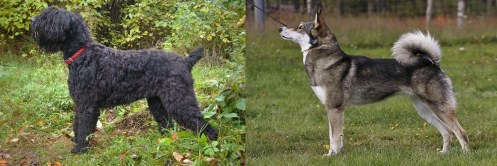 East Siberian Laika vs Black Russian Terrier - Breed Comparison