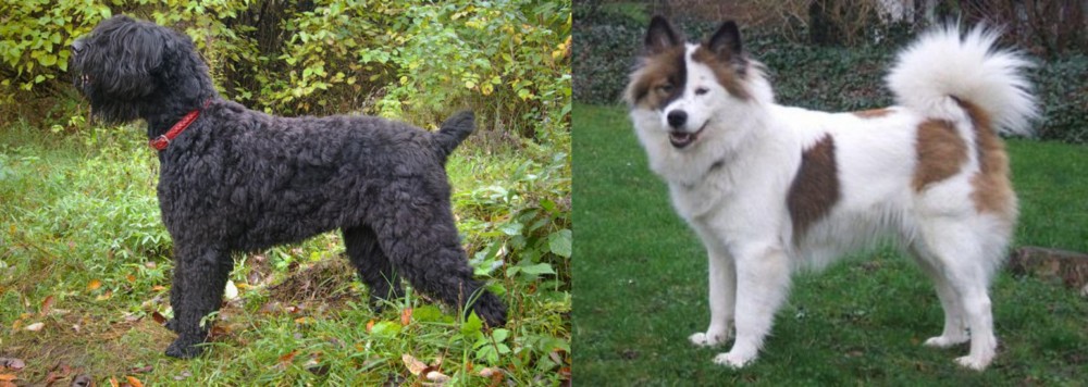 Elo vs Black Russian Terrier - Breed Comparison