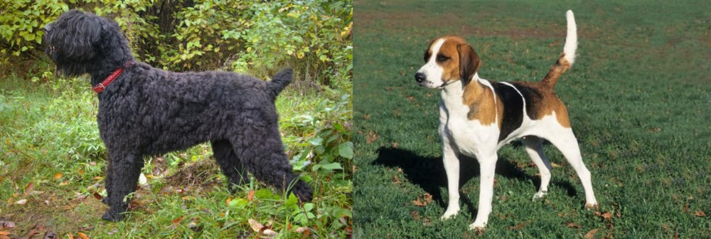 English Foxhound vs Black Russian Terrier - Breed Comparison