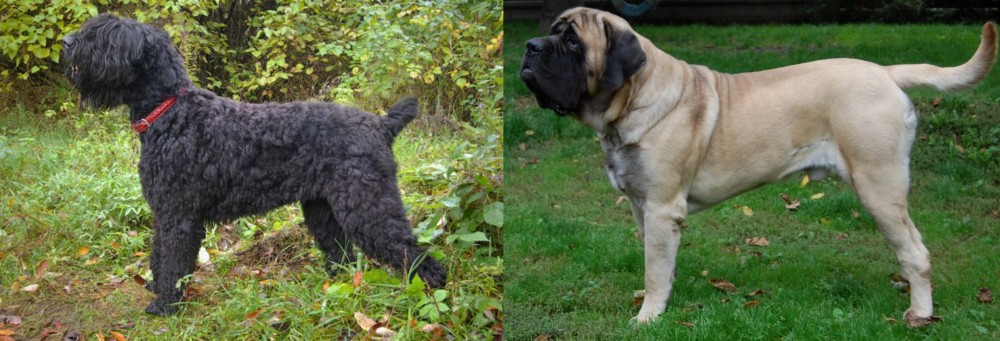 English Mastiff vs Black Russian Terrier - Breed Comparison