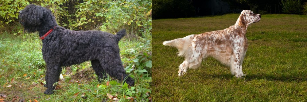 English Setter vs Black Russian Terrier - Breed Comparison