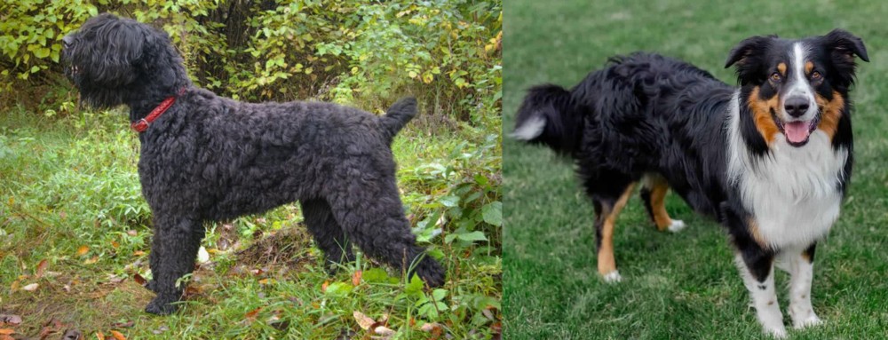 English Shepherd vs Black Russian Terrier - Breed Comparison