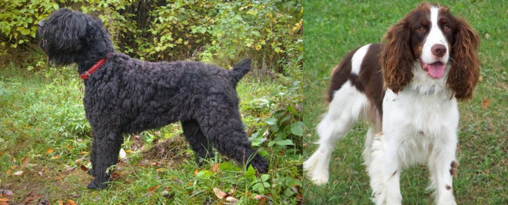 English Springer Spaniel vs Black Russian Terrier - Breed Comparison