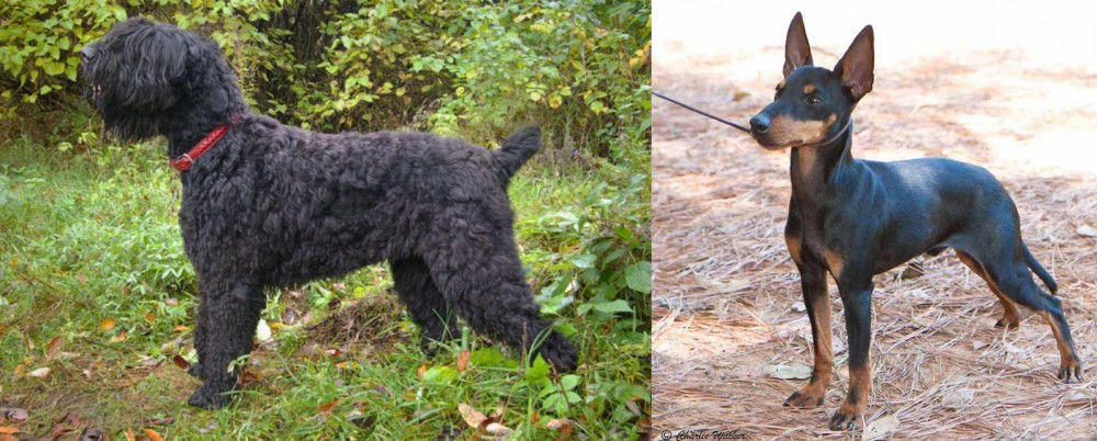 English Toy Terrier (Black & Tan) vs Black Russian Terrier - Breed Comparison