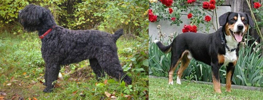 Entlebucher Mountain Dog vs Black Russian Terrier - Breed Comparison