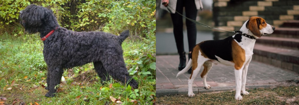 Estonian Hound vs Black Russian Terrier - Breed Comparison