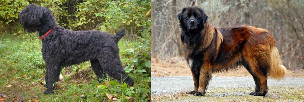 Estrela Mountain Dog vs Black Russian Terrier - Breed Comparison