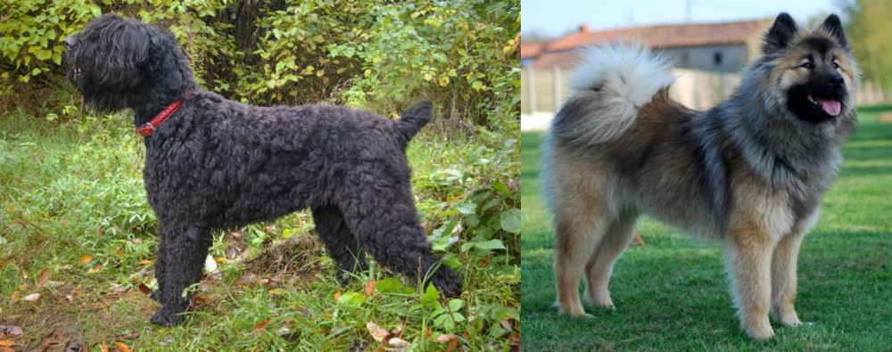 Eurasier vs Black Russian Terrier - Breed Comparison