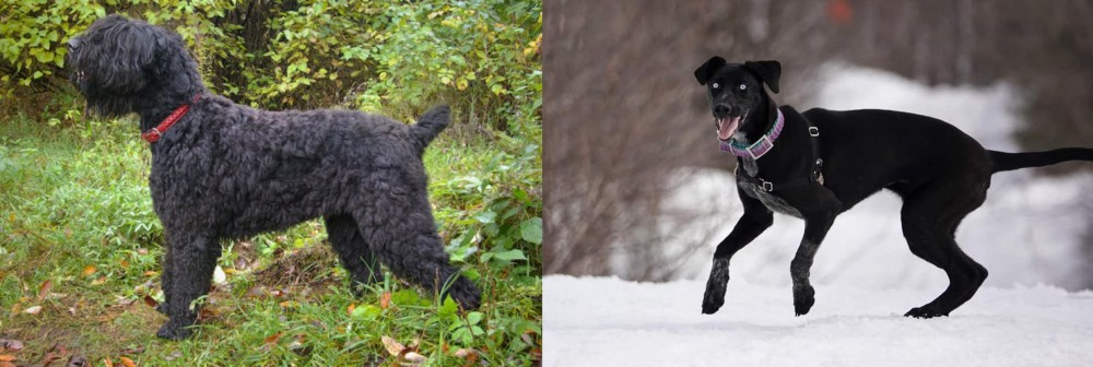 Eurohound vs Black Russian Terrier - Breed Comparison