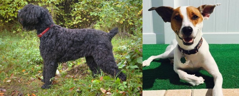 Feist vs Black Russian Terrier - Breed Comparison