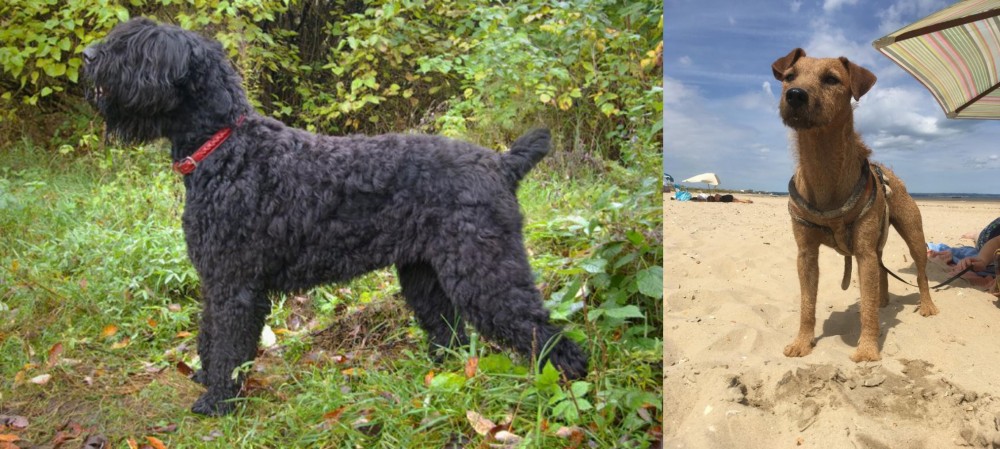 Fell Terrier vs Black Russian Terrier - Breed Comparison