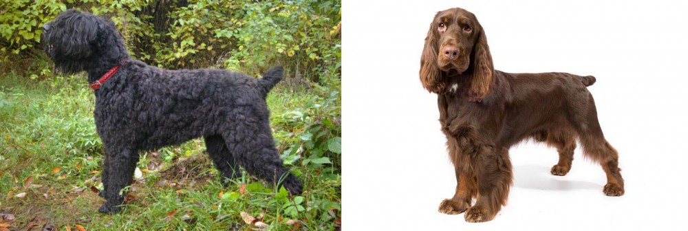 Field Spaniel vs Black Russian Terrier - Breed Comparison