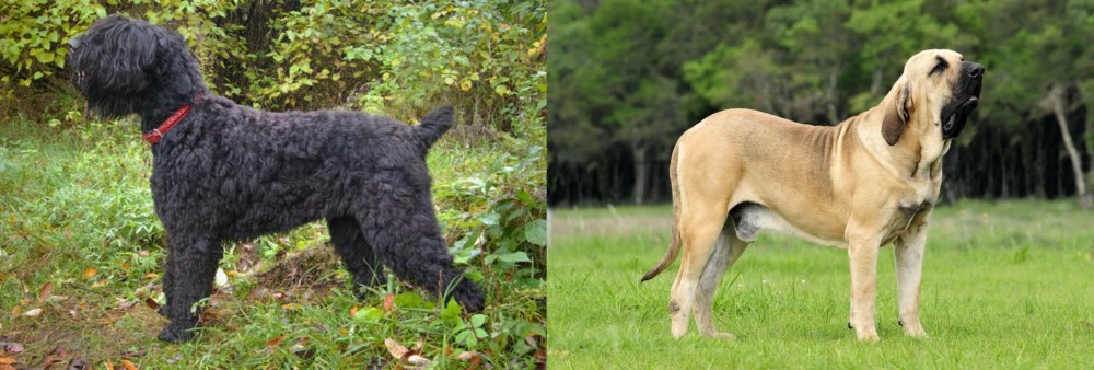 Fila Brasileiro vs Black Russian Terrier - Breed Comparison