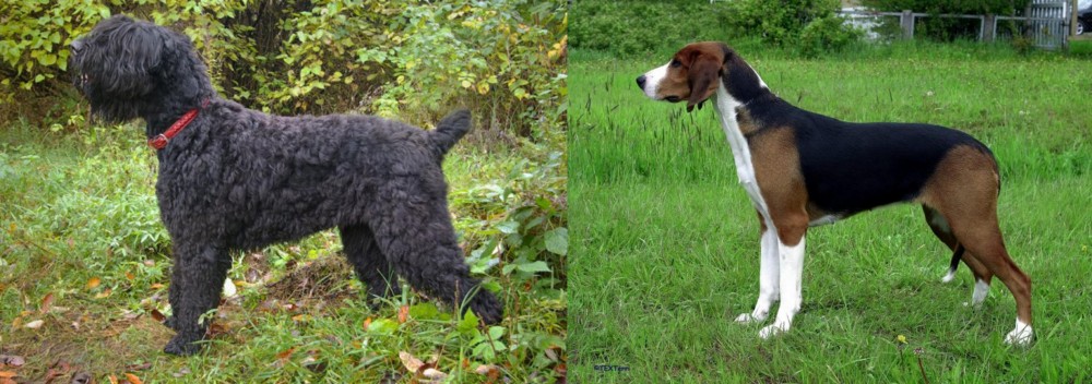 Finnish Hound vs Black Russian Terrier - Breed Comparison