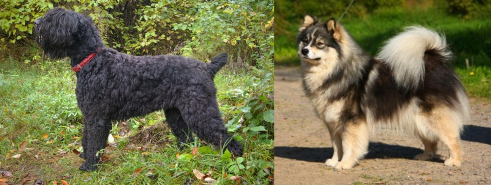 Finnish Lapphund vs Black Russian Terrier - Breed Comparison