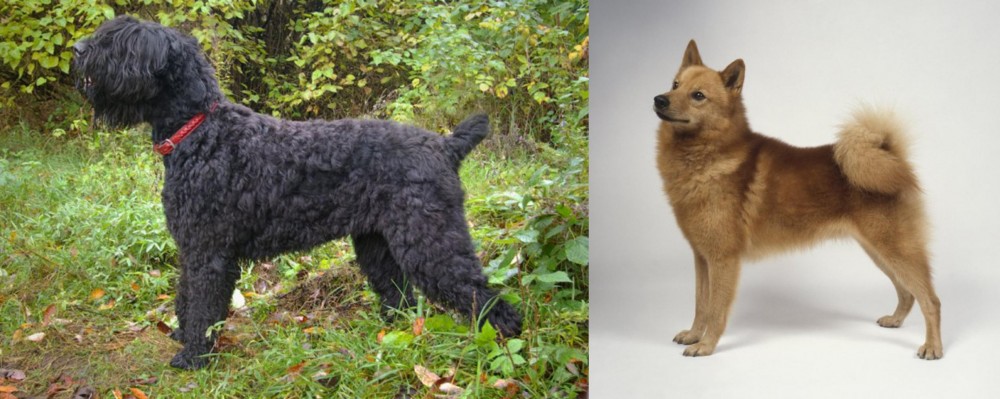 Finnish Spitz vs Black Russian Terrier - Breed Comparison