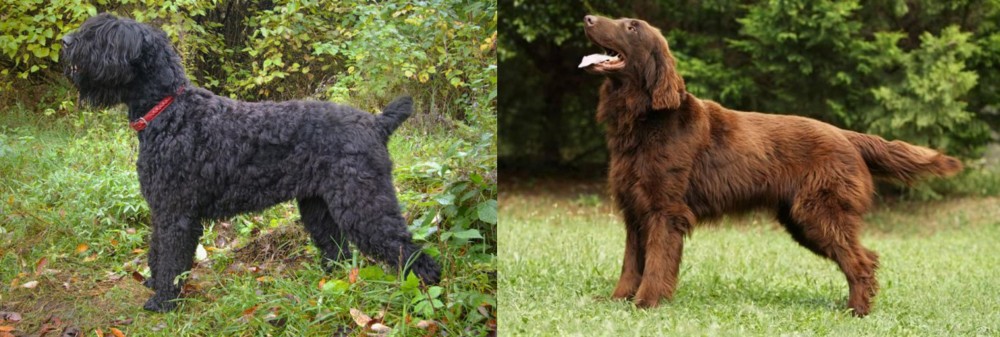 Flat-Coated Retriever vs Black Russian Terrier - Breed Comparison